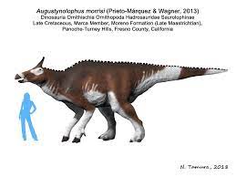 Augustynolophus