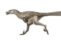 Dromaeosaurus