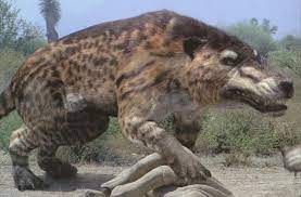 The Missing Mammal: Andrewsarchus