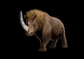 The Woolly Rhino: Coelodonta