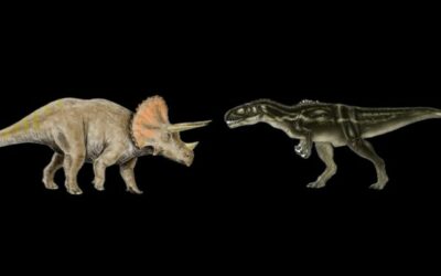 Horns Vs Jaws: Triceratops Vs Megalosaurus