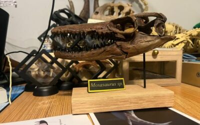 Death From the Depths: Mosasaurs Scaled Skull Opening