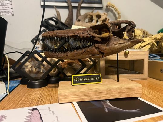 Death From the Depths: Mosasaurs Scaled Skull Opening