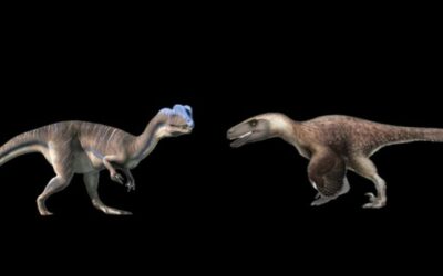 Double Crest Vs Utah: Dilophosaurus Vs Utahraptor