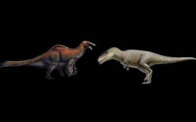 Tickle bird Vs Shark tooth Carcharodontosaurus Vs Deinocheirus