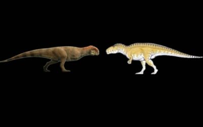 Madagascar Vs High Spine Acrocanthosaurus Vs Majungasaurus