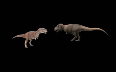 Asian Rex Vs Sauropod hunter Tarbosaurus vs Abelisaurus