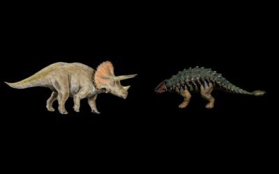 Finally Horns Tank Vs Horns Ankylosaurus Vs Triceratops