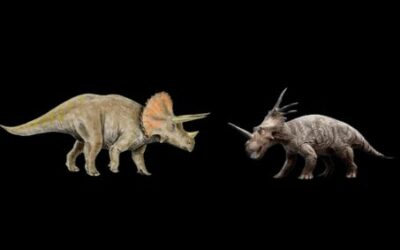 Clash of the horns Styracosaurus vs Triceratops