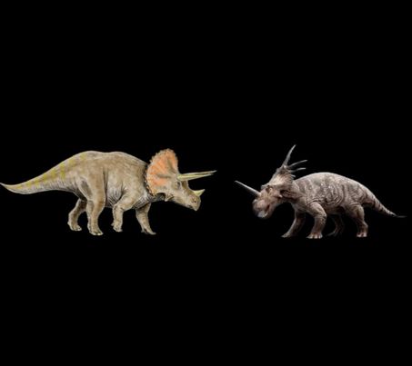 Clash of the horns Styracosaurus vs Triceratops