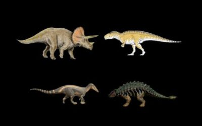 Semi Finals Triceratops vs Acrocanthosaurus and Suchiomimus Vs Ankylosaurus