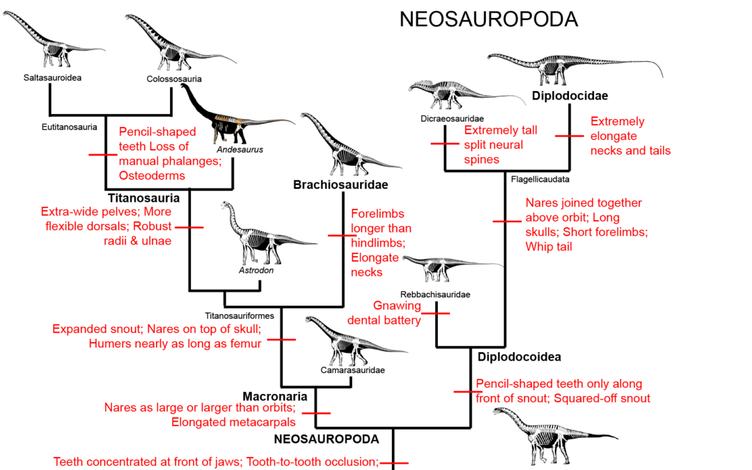 sauropod family tree