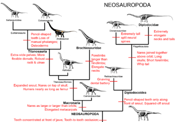 sauropod family tree