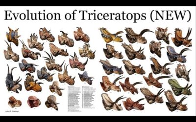 Ceratopsian family tree