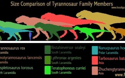 Tyrannosaurid family tree