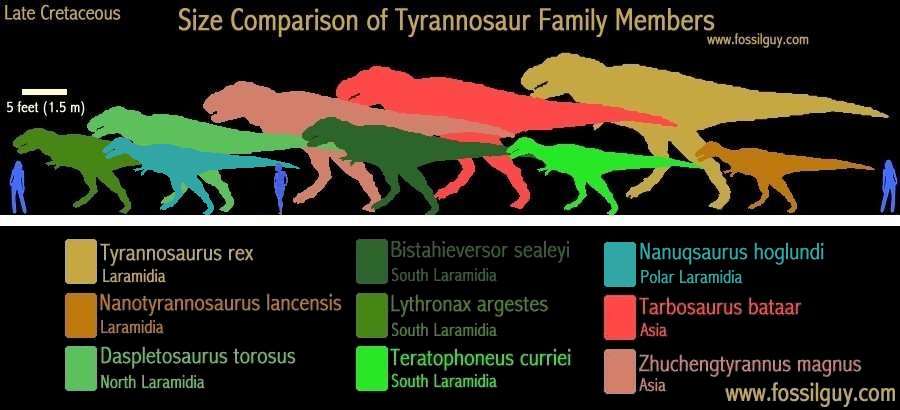 Tyrannosaurid family tree