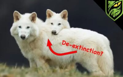 Bringing the Dire Wolf Back: The Bold Plan to Revive an Extinct Giant