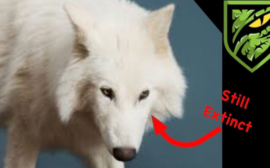 No, the Dire Wolf Isn’t Back: Why De-Extinction Is Still Just a Dream