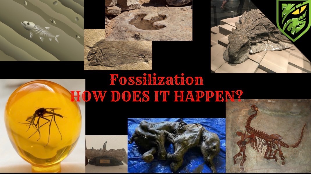 From Bone to Stone: The Science of Fossilization Explained