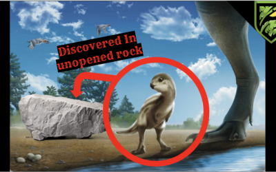 Scientists Discovered a Baby Dinosaur… Without Opening the Fossil