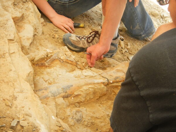 Wyoming Dinosaur Center Dig For a Day