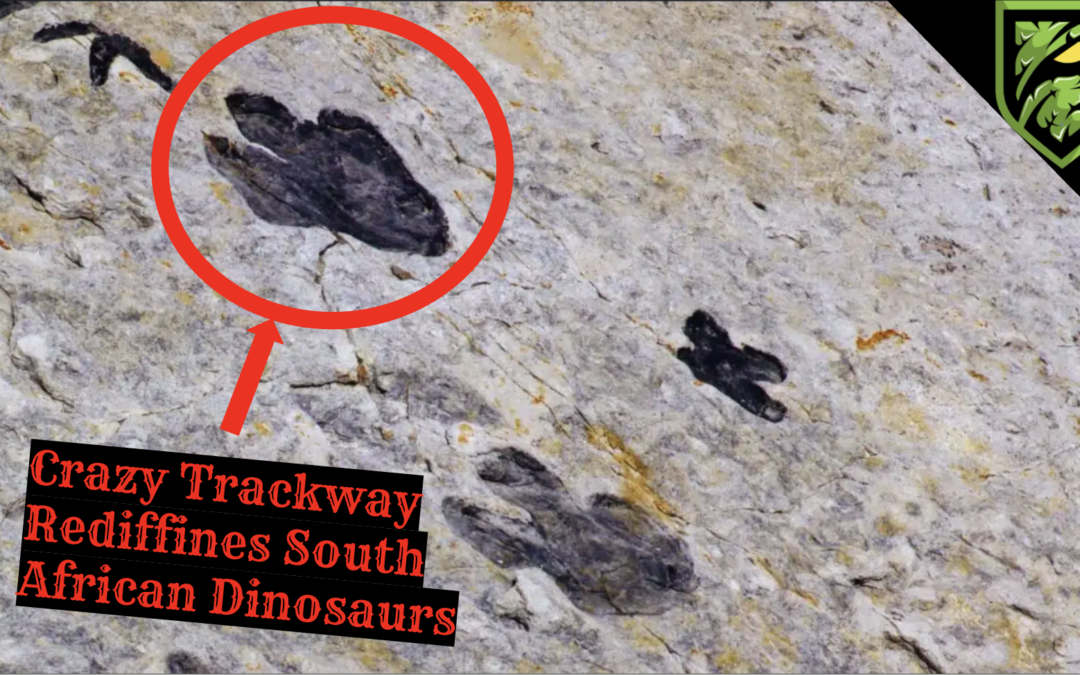 The Dinosaur Tracks That Shouldn’t Exist…