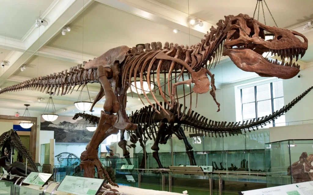 American Museum of Natural History