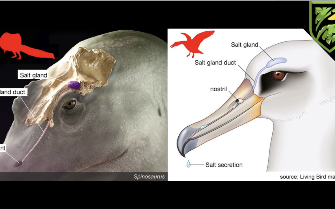 The “Salt King” 🦖 | New Spinosaurus Discovery Explained
