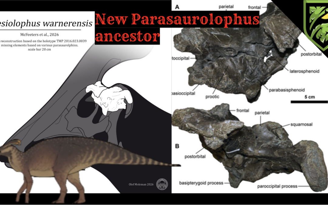 Plesiolophus warnerensis: The New Hadrosaur Rewriting Dinosaur Evolution