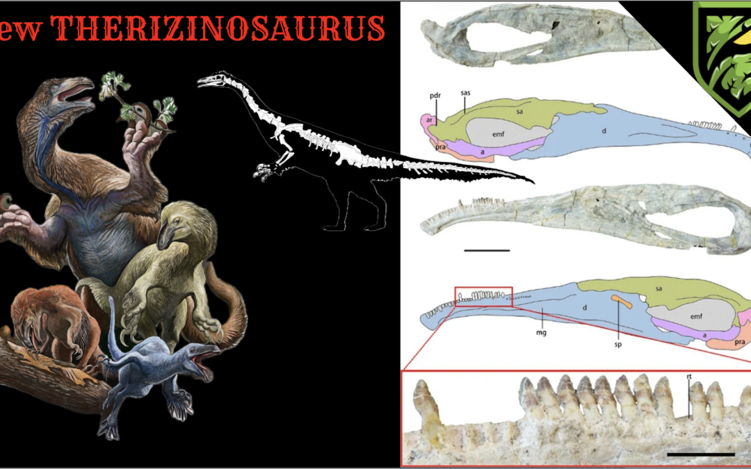 A NEW THERIZINOSAUR Has Been Discovered! | Kayrasaurus changliensis Explained